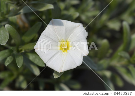 Shrubby bindweed 84453557