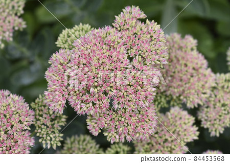 Stonecrop Herbstfreude 84453568
