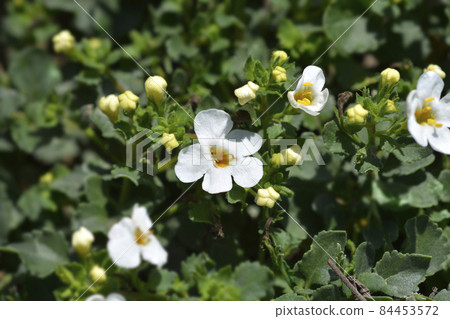 Ornamental bacopa Ornamental bacopa 84453572