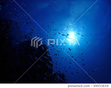 聚集在海深處的藍色美麗海水魚 聚集在海深處的藍色美麗海水魚 84453639