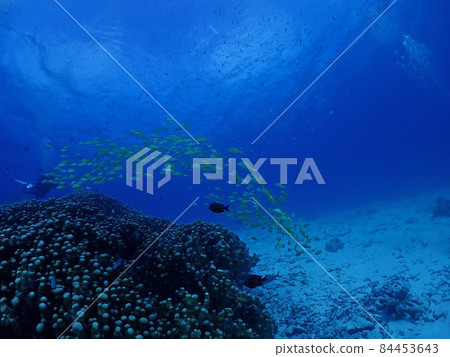 聚集在美麗海水珊瑚/沖繩黑島（竹富町）的藍條紋鯛魚群 84453643