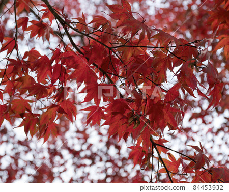Bright beautiful red maple leaves on a tree at Tacoma, Washington Bright beautiful red maple leaves on a tree at Tacoma, Washington 84453932