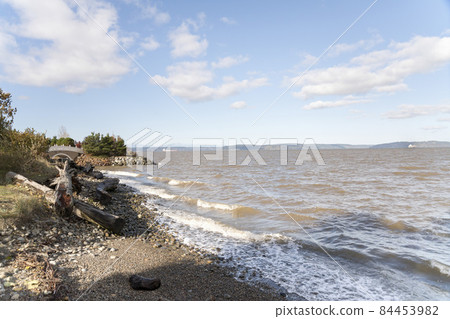 Tacoma, Washington shore with logs and tree trunks 84453982