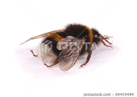 Bumblebee (Bombus terrestris) 84454494