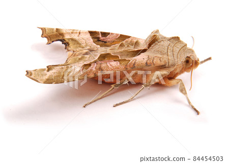 Brown night butterfly Brown night butterfly 84454503