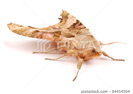 Brown night butterfly 84454504