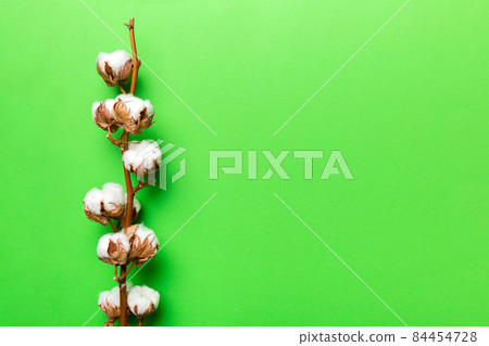 Autumn Floral composition. Dried white fluffy cotton flower branch top view on colored table with copy space Autumn Floral composition. Dried white fluffy cotton flower branch top view on colored table with copy space 84454728