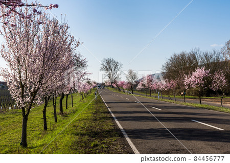 Almond blossom on the German Wine Route near Bad Duerkheim, Rhineland-Palatinate, Germany Almond blossom on the German Wine Route near Bad Duerkheim, Rhineland-Palatinate, Germany 84456777