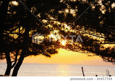 Sunset sea and pine Sunset sea and pine 84457784