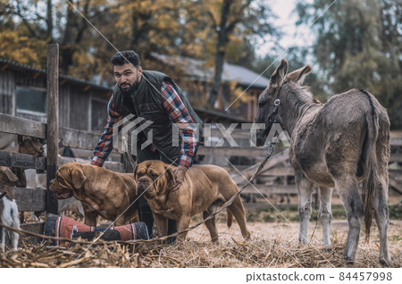 Bearded man with two big dogs in a country side Bearded man with two big dogs in a country side 84457998