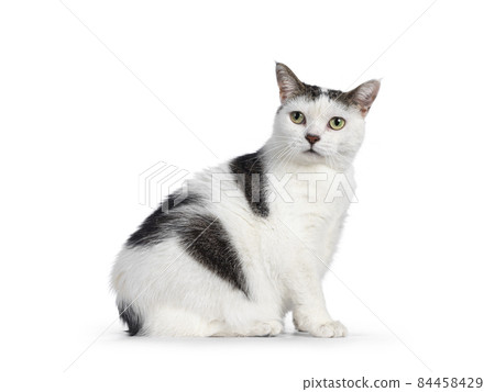 Manx cat on white bckground 84458429