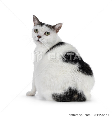 Manx cat on white bckground Manx cat on white bckground 84458434