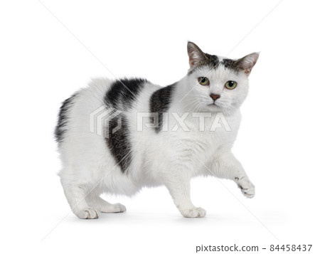 Manx cat on white bckground Manx cat on white bckground 84458437