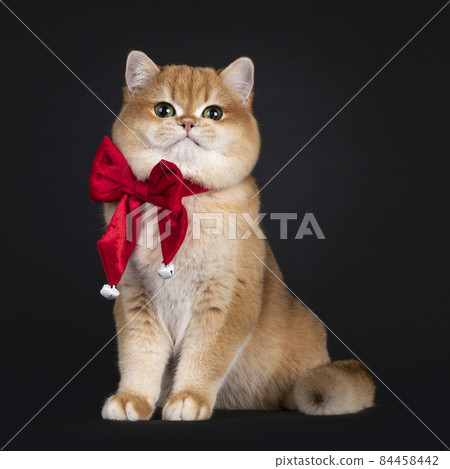 Golden British Shorthair cat on black Golden British Shorthair cat on black 84458442