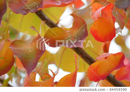 Autumn leaves (Chinese tallow: with water drops) Autumn leaves (Chinese tallow: with water drops) 84459390