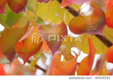 Autumn leaves (Chinese tallow: with water drops) Autumn leaves (Chinese tallow: with water drops) 84459391