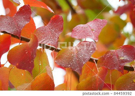 Autumn leaves (Chinese tallow: with water drops) Autumn leaves (Chinese tallow: with water drops) 84459392