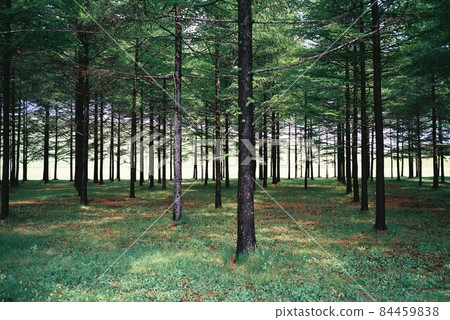Forest with beautiful fresh green Forest with beautiful fresh green 84459838