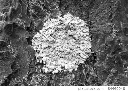 Lichen Parmelia sulcata on pine bark in the forest, close-up Lichen Parmelia sulcata on pine bark in the forest, close-up 84460048
