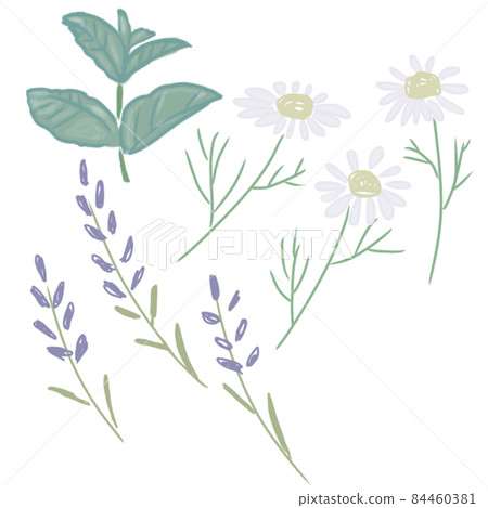 Fragrant herbs 84460381