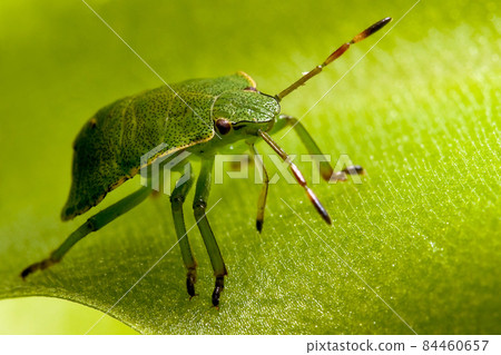 Green shield bug on butterworts leaf 84460657