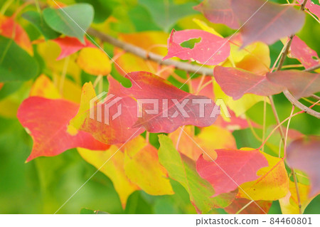 Autumn leaves (Nankin Haze) Autumn leaves (Nankin Haze) 84460801