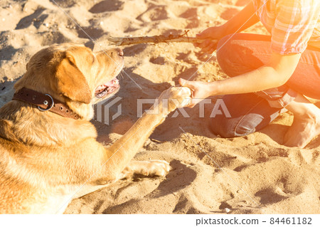 Portrait of young beautiful woman in sunglasses sitting on sand beach with golden retriever dog. Girl with dog by sea. Sun flare 84461182