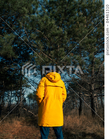 Traveler man in yellow coat walking in fall pine forest sunny weather back view faceless Authentic tourist guy lifestyle Traveler man in yellow coat walking in fall pine forest sunny weather back view faceless Authentic tourist guy lifestyle 84461310