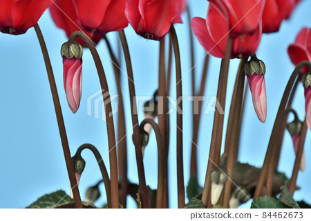 Elegant red cyclamen (fix shooting) Elegant red cyclamen (fix shooting) 84462673