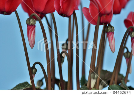 Elegant red cyclamen (fix shooting) Elegant red cyclamen (fix shooting) 84462674