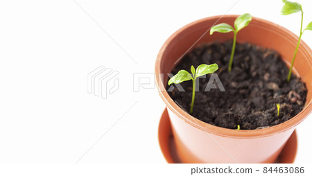 Sprouted tangerines in a floral pot close up on a white background. Mandarinn young green plants. Sprouted tangerines in a floral pot close up on a white background. Mandarinn young green plants. 84463086