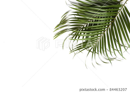Green leaves of palm tree on white background. Green leaves of palm tree on white background. 84463207