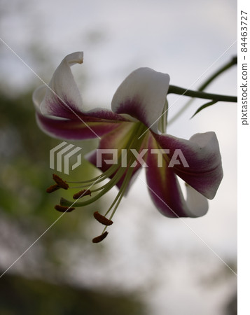 One large lily flower taken in close-up. A beautiful flower on a blurry background. One large lily flower taken in close-up. A beautiful flower on a blurry background. 84463727