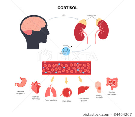 Stress responce system Stress responce system 84464267