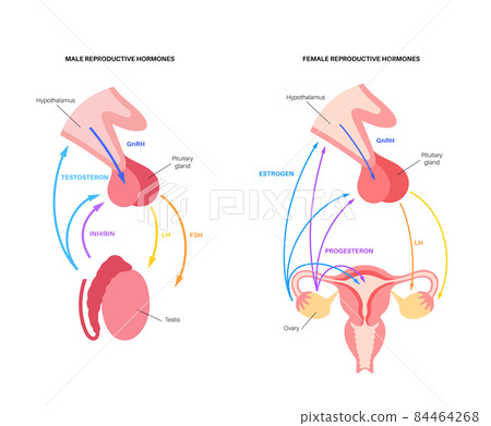 Male female reproductive hormones Male female reproductive hormones 84464268