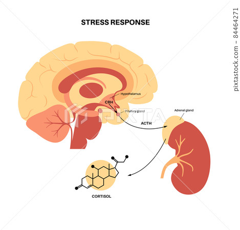 Stress responce system Stress responce system 84464271