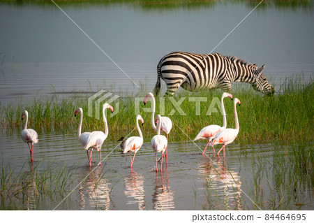 Lesser Pink Flamingos and Zebra are Grazing in the Lake in Ngorongoro Conservation Area in Tanzania, Africa Lesser Pink Flamingos and Zebra are Grazing in the Lake in Ngorongoro Conservation Area in Tanzania, Africa 84464695