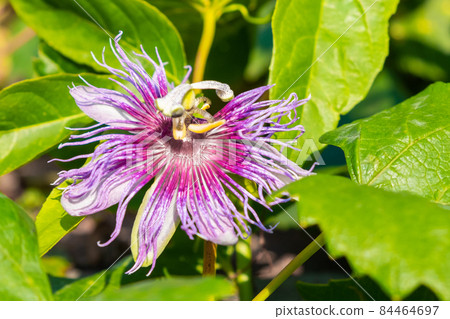 Exotic flower of passion fruit in blossom on the tree.  84464697