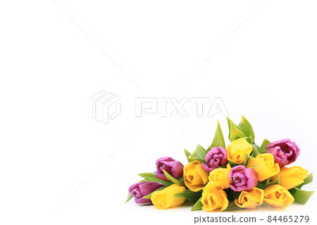 Spring tulips isolated on a white background 84465279