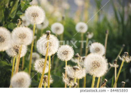 dandelions growing near green grass. High quality photo dandelions growing near green grass. High quality photo 84465893
