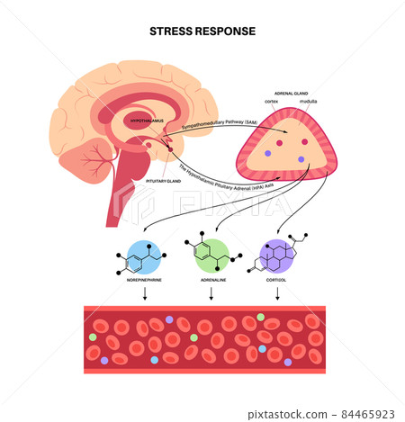 Stress responce system 84465923