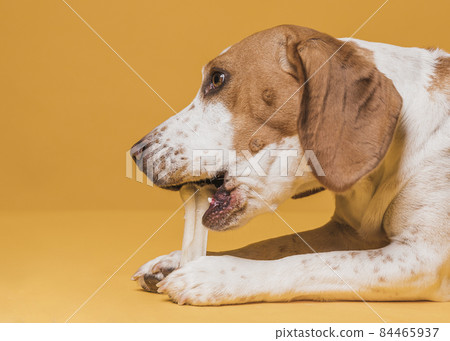 lateral view cute dog eating bone. High quality photo 84465937