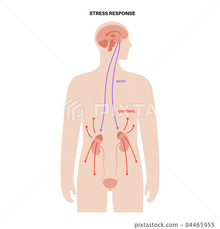 Stress responce system 84465955