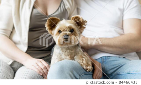married couple their dog. High quality photo married couple their dog. High quality photo 84466433