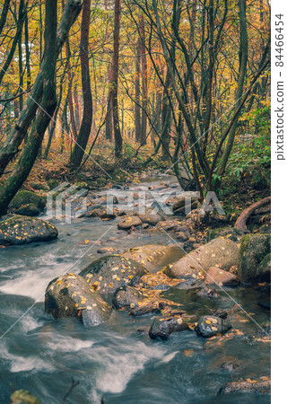 奇幻森林【秋季】 84466454