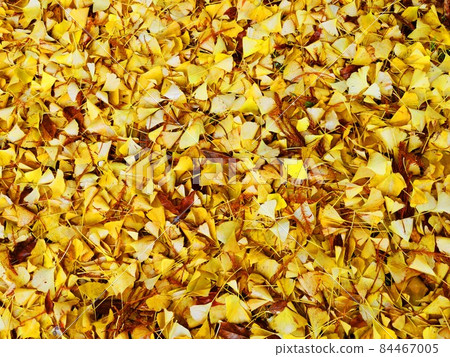 Texture ginkgo leaves fallen leaves Texture ginkgo leaves fallen leaves 84467005