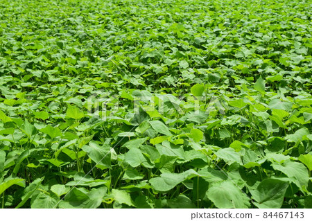 發芽的蕎麥麵 84467143