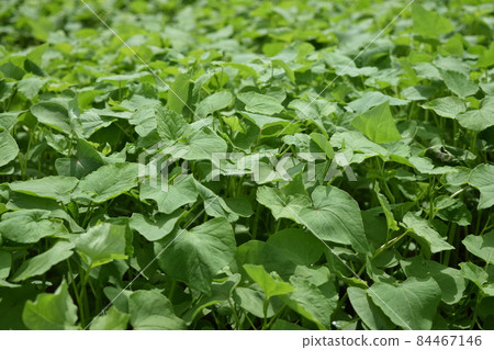 Soba that sprouted Soba that sprouted 84467146