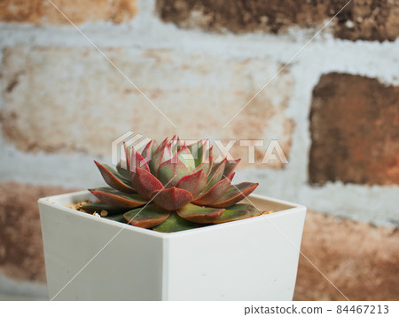 多肉植物帕爾瓦 84467213