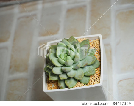 多汁的淡紫色薄霧 84467309